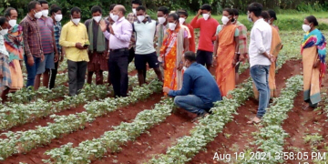Joint work of International Potato Center CIP specialists