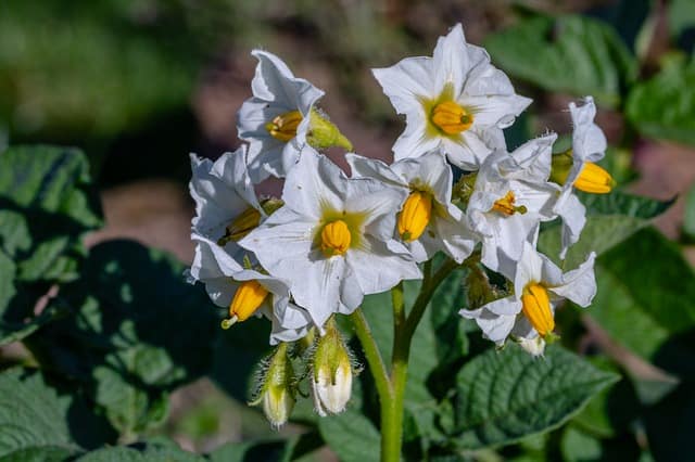 2 Harvest as flowers fade