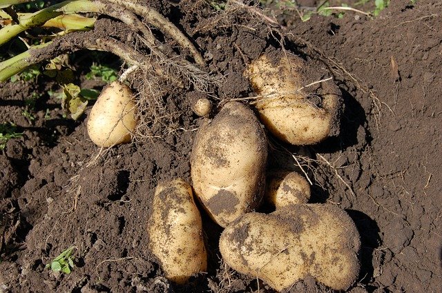 3 Large tubers
