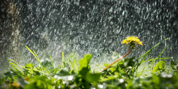 New Vegetable Irrigation Methods for a New World