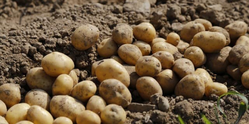 A Guide to Harvesting Potatoes