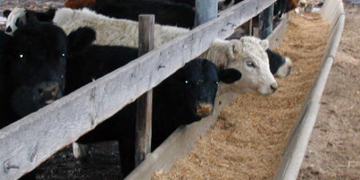 Scientists found dried potato powder to be cheaper energy source in animal feed than maize