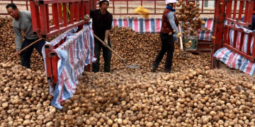 Study: Dietary shift to potatoes could cut staple crop emissions in China by 25%