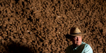 For the San Luis Valley’s potato farmers, a spud trade dispute is ‘nothing new’