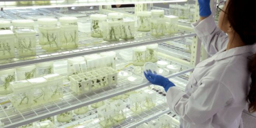 EGG Microtubers, the Winner of PotatoEurope’s Innovation Prize