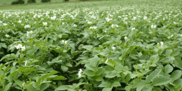 European potato crop impacted by extreme humidity, late blight spray costs at historical level