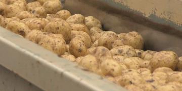 Idaho drought: Potato digs show ‘bad signs’