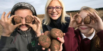 Potato demand improves in Ireland, European markets regain confidence