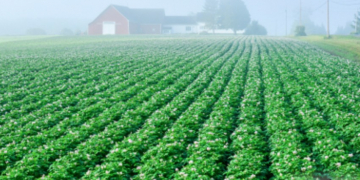 Experts expect high quality Maine potato crop