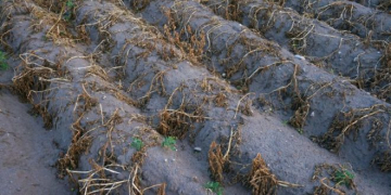 Heat and Dryness Impacts Yields in Southern Idaho