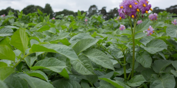 Weather woes hit British potato crop