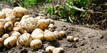 Single-digit Market Share for Organic Fresh Potato Consumption in Belgium