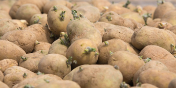 British potato growers cautioned against using ware imports as seed potatoes