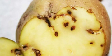 Monitoring Project for Potato Tuber Moth Control