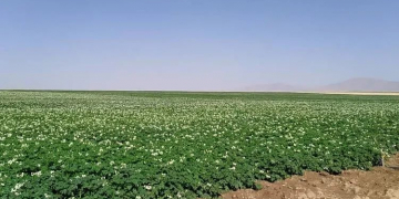 Potato development in Iran