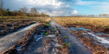South Africa: 22% More Expensive Potatoes due to Icy Weather in Limpopo