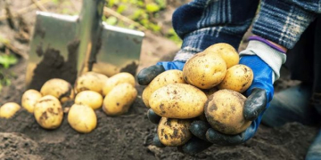 Most of Canada’s Potato Harvest Areas Will Soon Reach Full Capacity