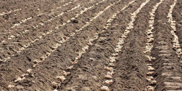 In Bangladesh, the Need for Improved Potato Seed Varieties is Rising