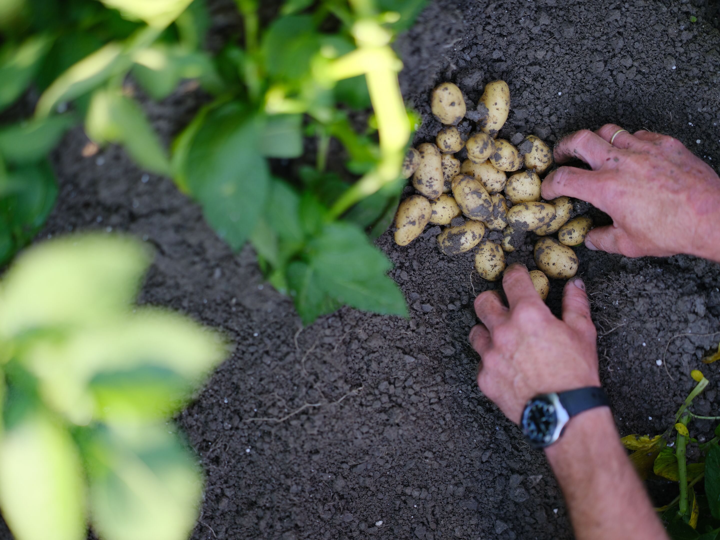 Potato Days Live inspires the sector to makesustainable choices 3 4K DSCF4524 0013 0013 08 juli 2021