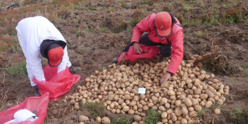 The future of food is wild – A new potato variety called CIP-Matilde is the latest example of using the wild relatives of crops to adapt our agriculture to new threats