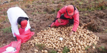 CIP-Matilde Potato Variety to Efficiently Deal with Late Blight Disease