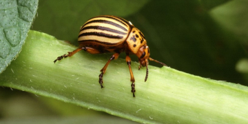 RNA-based biopesticide technology delivers 98% mortality of Colorado potato beetle