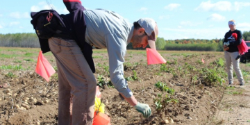 One in 100,000: Breeders in Rhinelander seek the next commercial potato variety