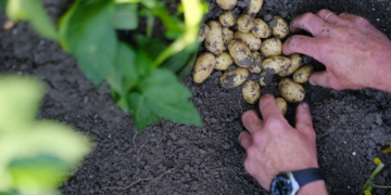 HZPC’s new online potato calculator offers potato specialists tailor-made variety choices