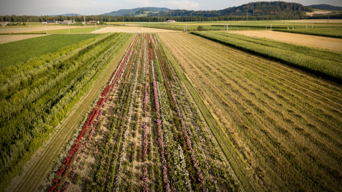 How Crop Diversity Will Help Strengthen Food System Resilience