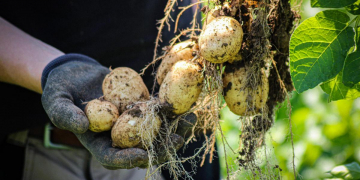 ‘Root Zero’: Carbon neutral potatoes from Puffin Produce a UK first