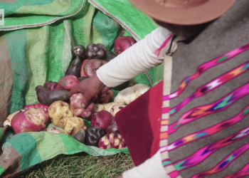 https://www.msn.com/en-us/news/world/potato-custodians-are-safeguarding-this-crops-future/vi-AAPXQQo