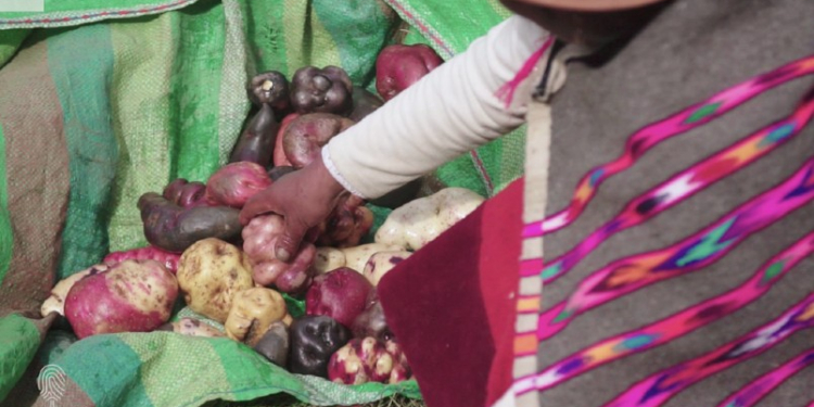 https://www.msn.com/en-us/news/world/potato-custodians-are-safeguarding-this-crops-future/vi-AAPXQQo