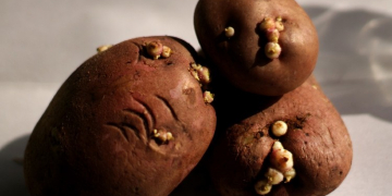 CIPC in the crossfire: Challenges and possible alternatives