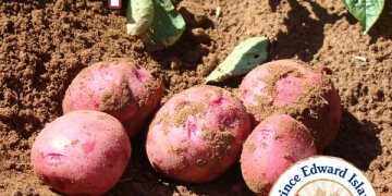 Specialist shares views on cover crops, soil health and fertility