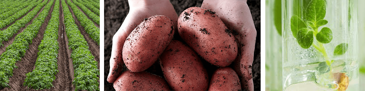 WORLD POTATO CONGRESS