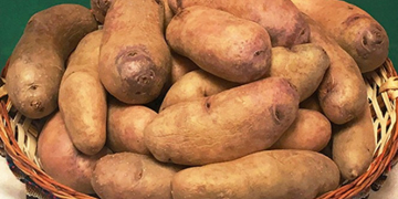 ‘Wiñay’: A new frost-resistant potato variety to help the crop prosper beyond the 21st century