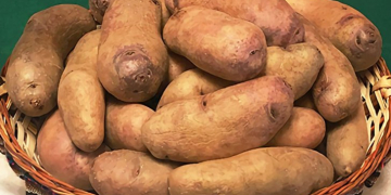 New Potato Variety Will Help Age-Old Crop Prosper Beyond the 21st Century