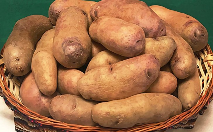 New Potato Variety Will Help Age-Old Crop Prosper Beyond the 21st Century 21 New Potato Variety Will Help Age-Old Crop Prosper Beyond the 21st Century