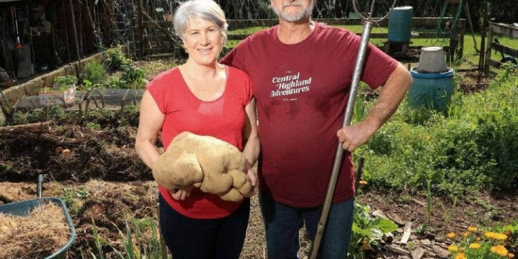 https://www.potatonewstoday.com/2021/10/30/is-this-the-largest-potato-in-the-world/