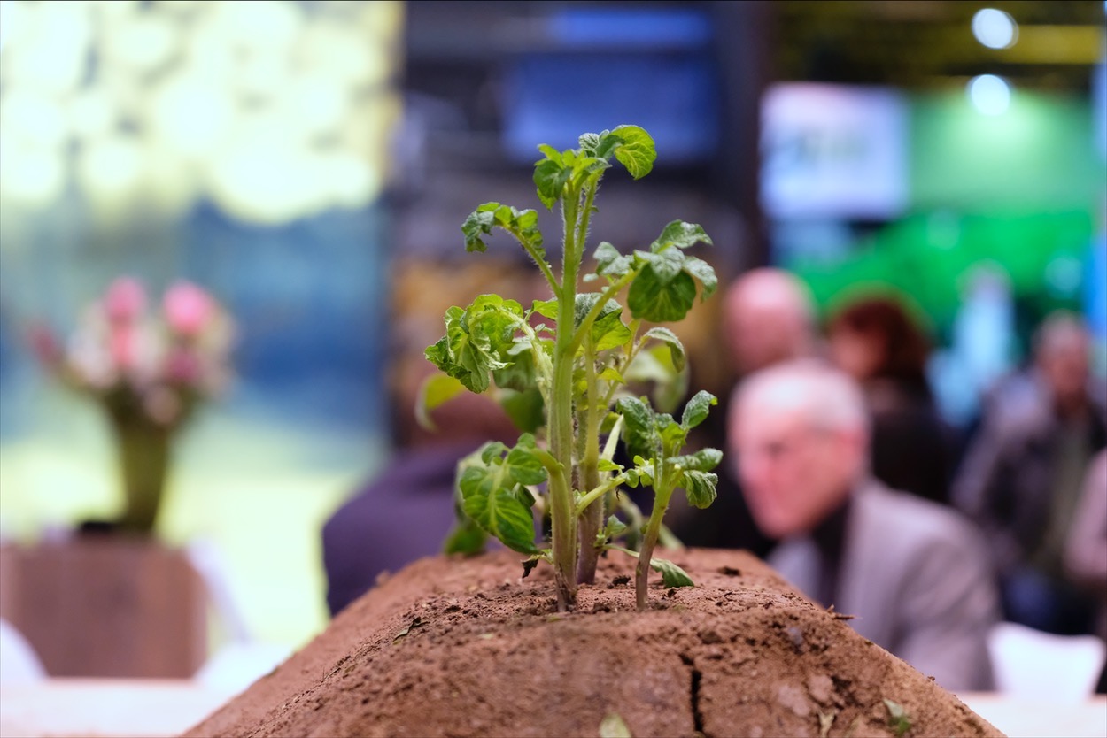 GREEN LIGHT FOR INTERPOM 2021! Let’s reconnect the potato chain