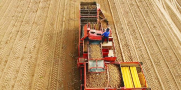 Leading US Tri-state Potato Sales in 2020 Seen at USD1.82bn