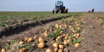 Ukraine both Imports and Exports Potatoes During Harvesting