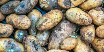 UK Robust Potato Pledge 2021