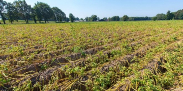 Red River Valley Potato Crop Below Expectations