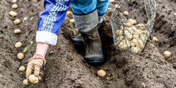 Philippine’s Sustainable Potato Program Helps Growers Increase Their Yields