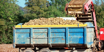 European Potato Yields, ‘Average’ at Best