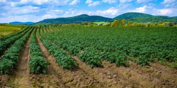 2021 Maine’s Seed, Table and Processing Potato Harvest Seen as ‘One of the Best’