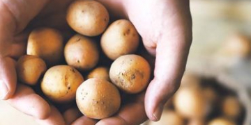 First Carbon-neutral Potatoes, into 200 Co-op Stores Across the UK