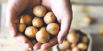 First Carbon-neutral Potatoes, into 200 Co-op Stores Across the UK