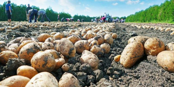 Europe: Potato Lifting is Improved, But Waste Levels Higher than Normal